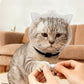 🐱🛡️ Spherical cat collar – lick and scratch protection