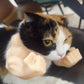 3D Cat Muscle Arm Pendant Funny Prank Toy 2026