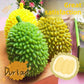 🥭 Fake Durian Stress Relief Toy The Funniest Little Stress Reliever You'll Ever Squeeze!