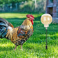🦆🌾 Interactief Voerspeeltje voor Eenden – Pikken & Voeren